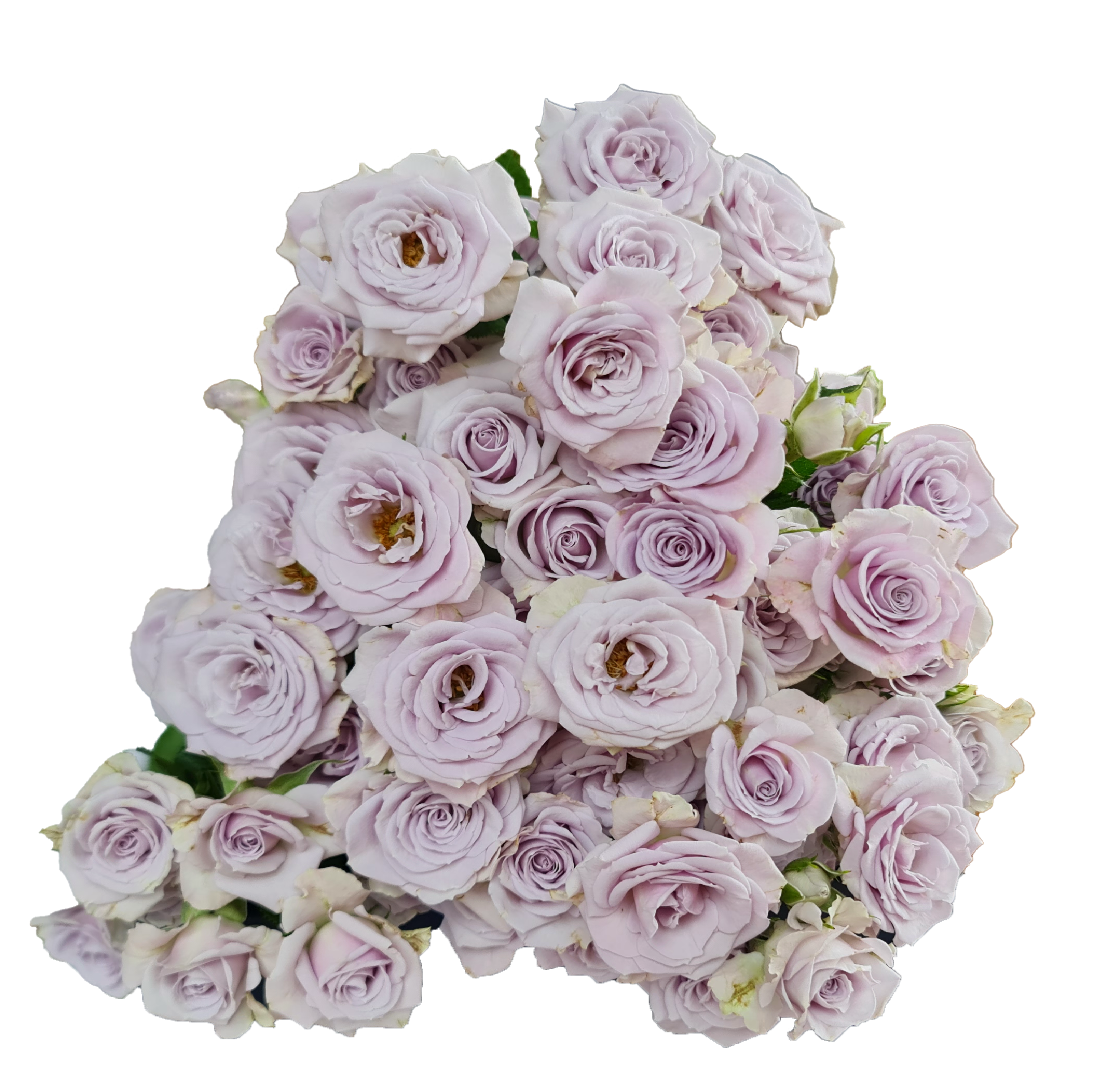 Rose 6