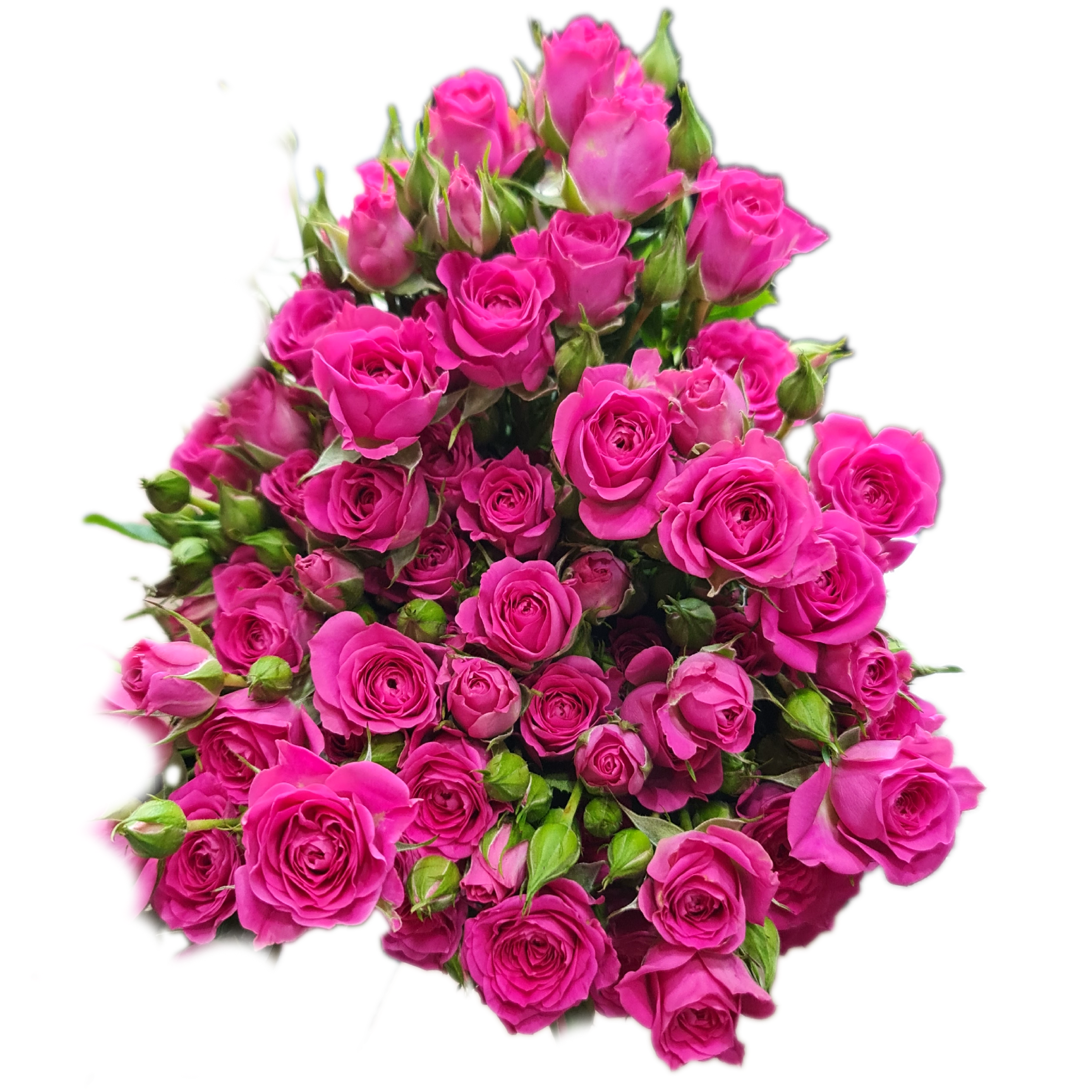Rose 1
