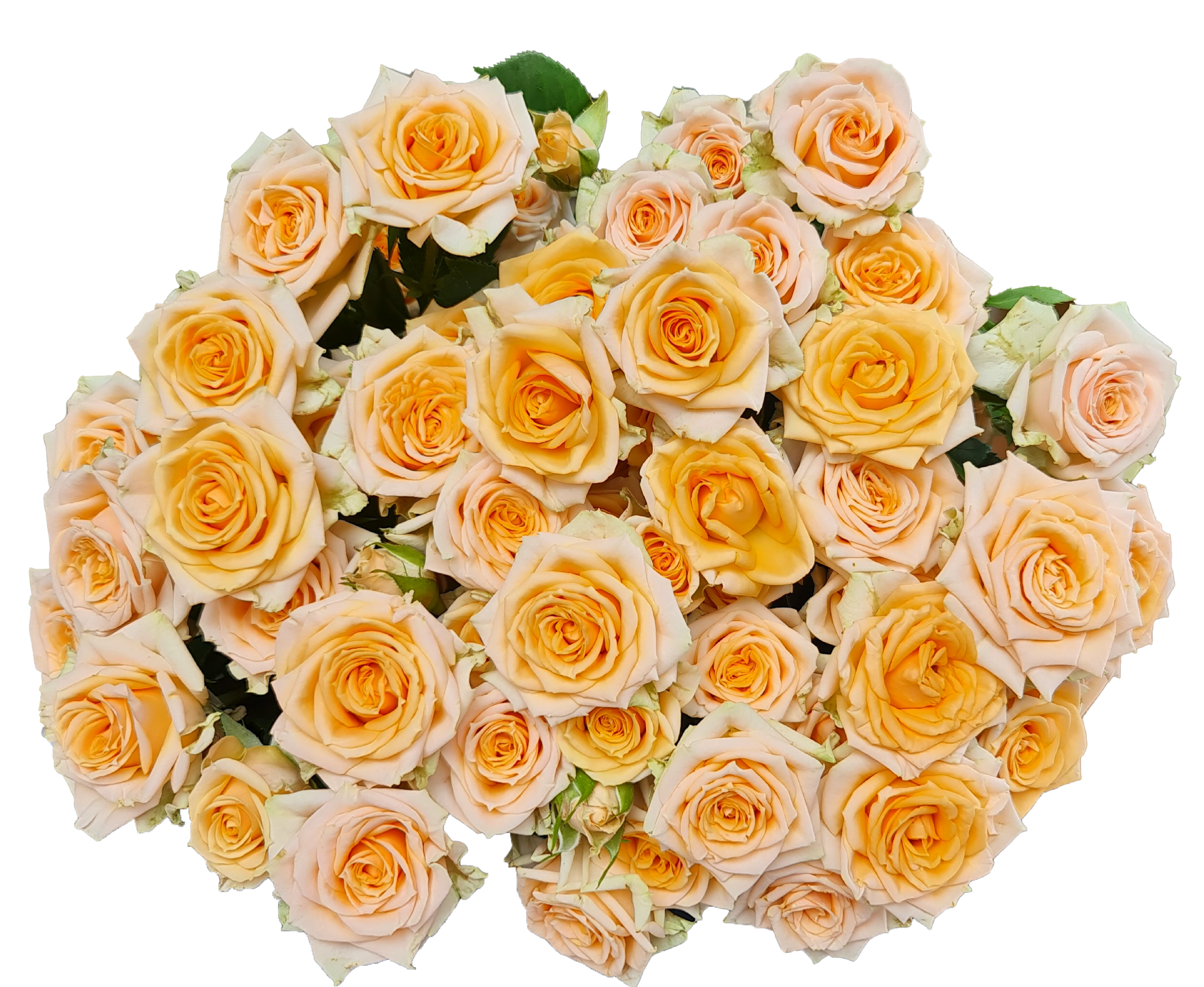 Rose 4