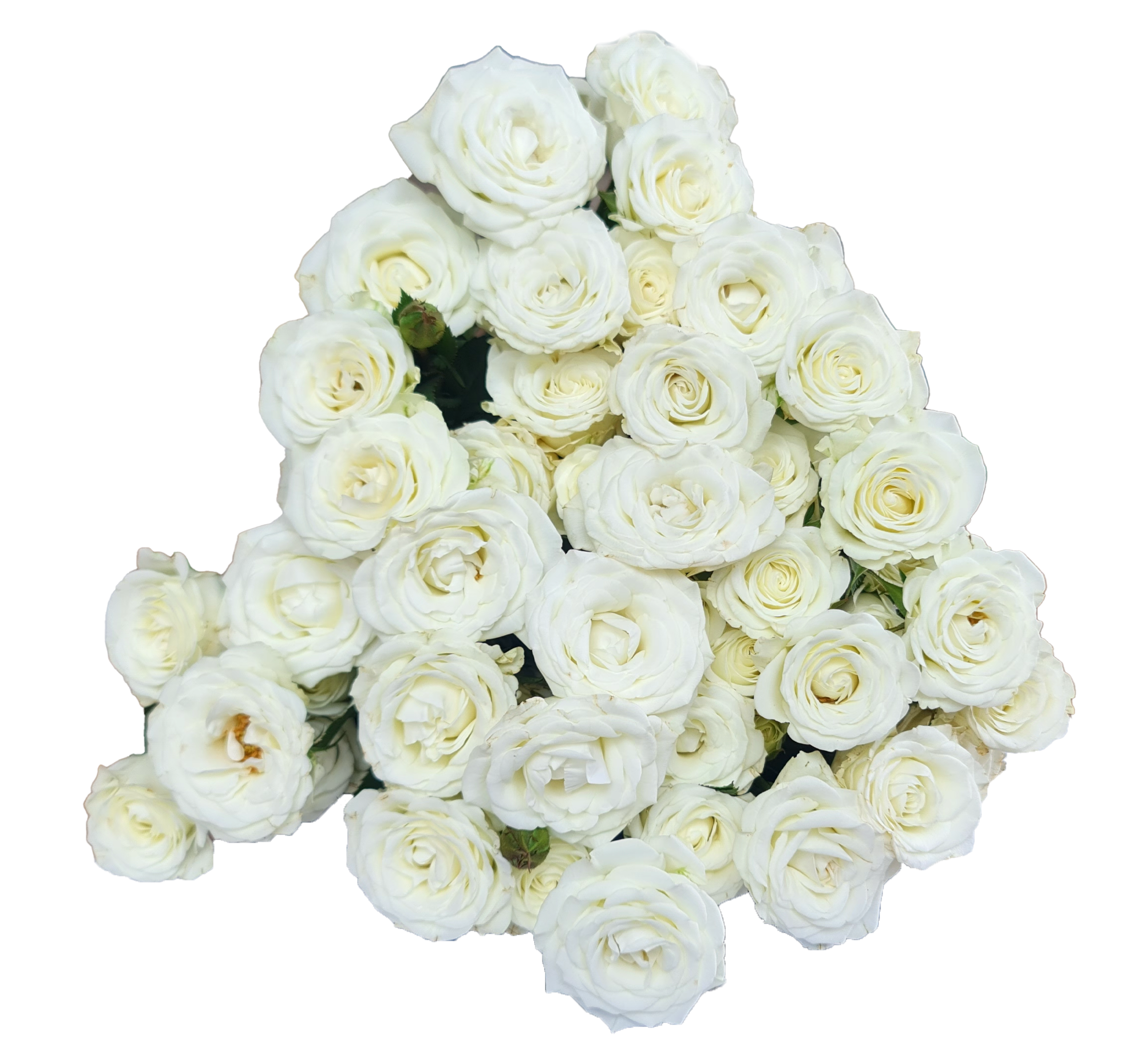 Rose 5