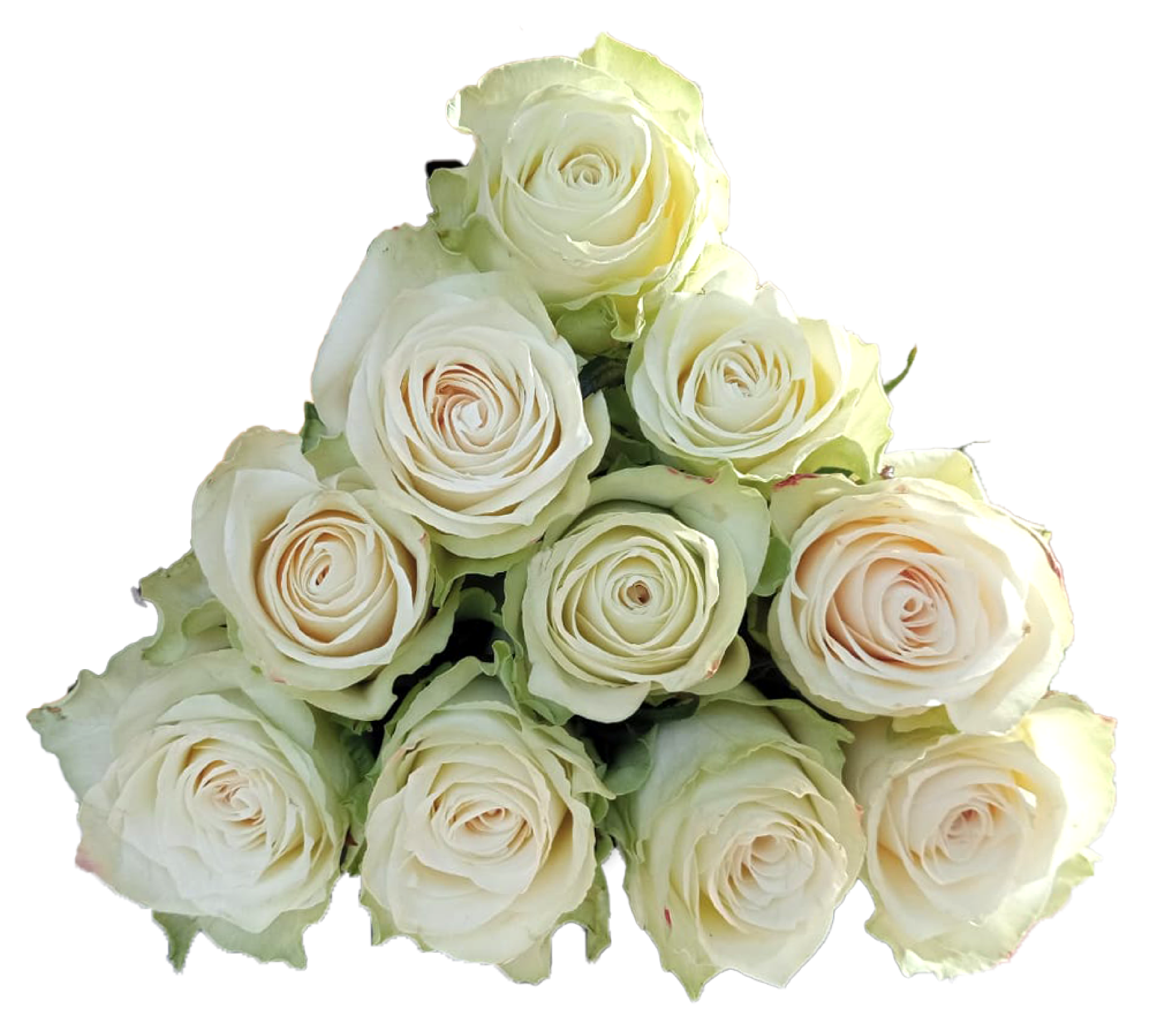 Fresh red AAA Roses