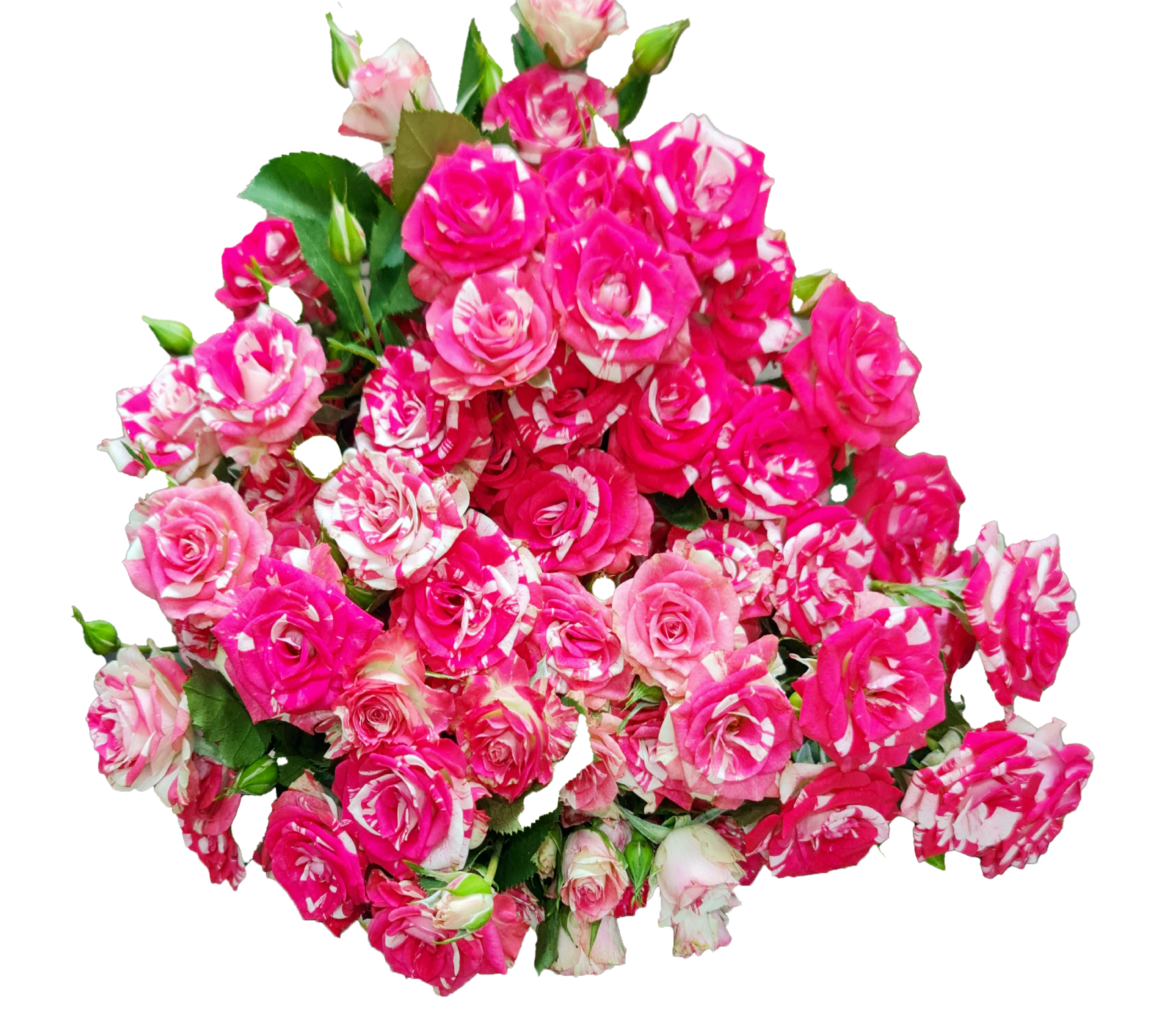 Elegant pink roses