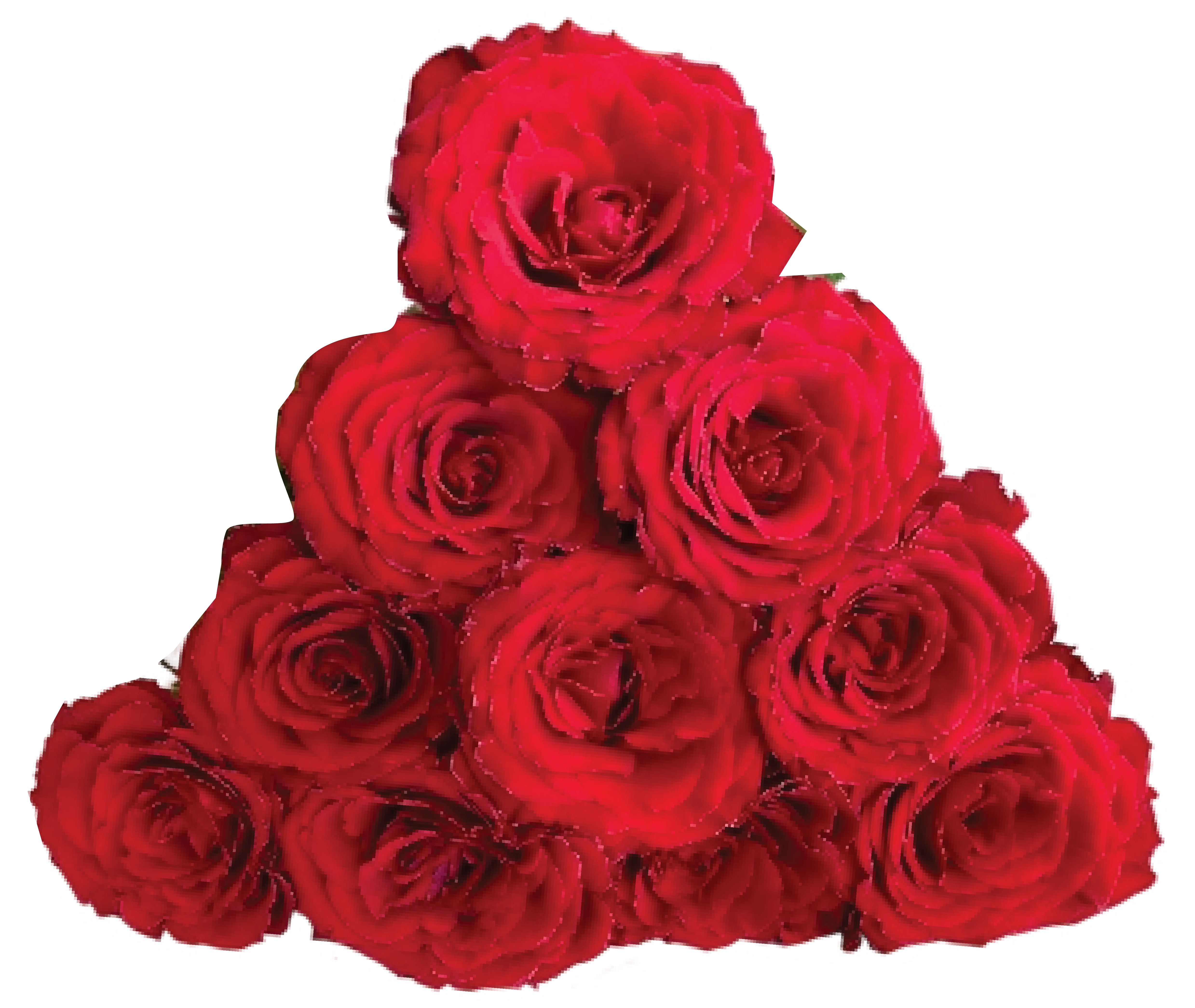 Beautiful white roses