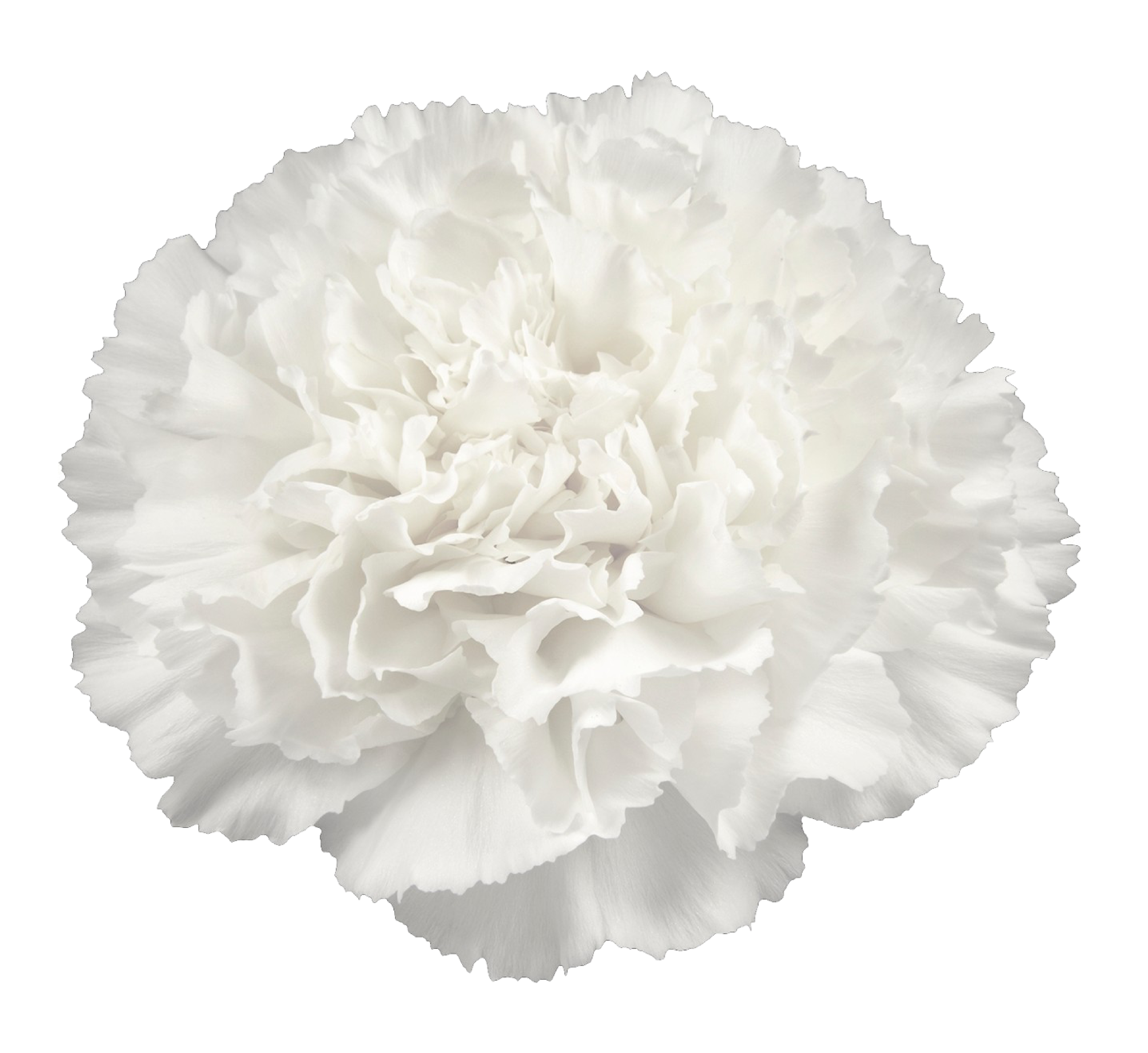 White Carnation