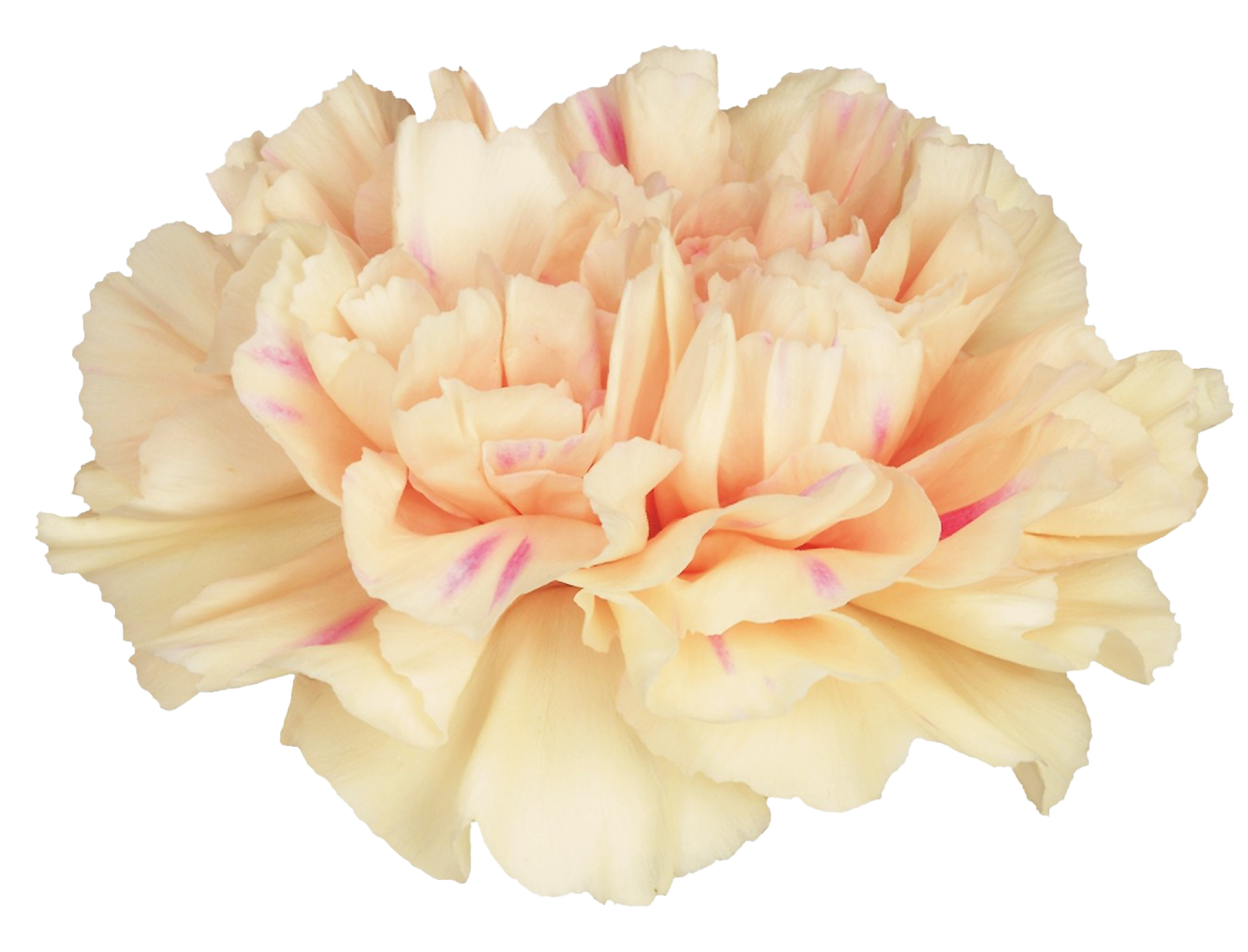Pink Carnation