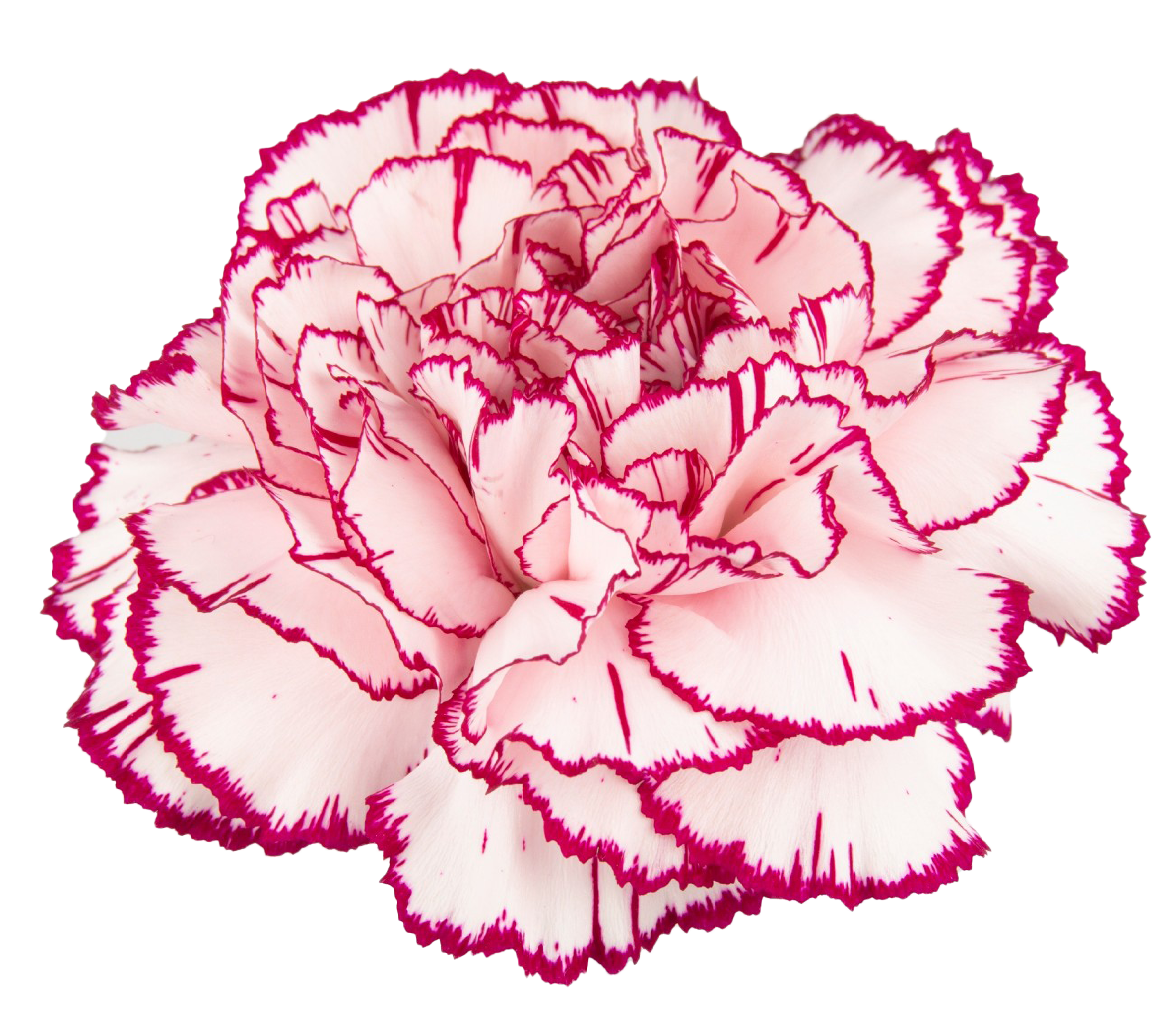 White Carnation