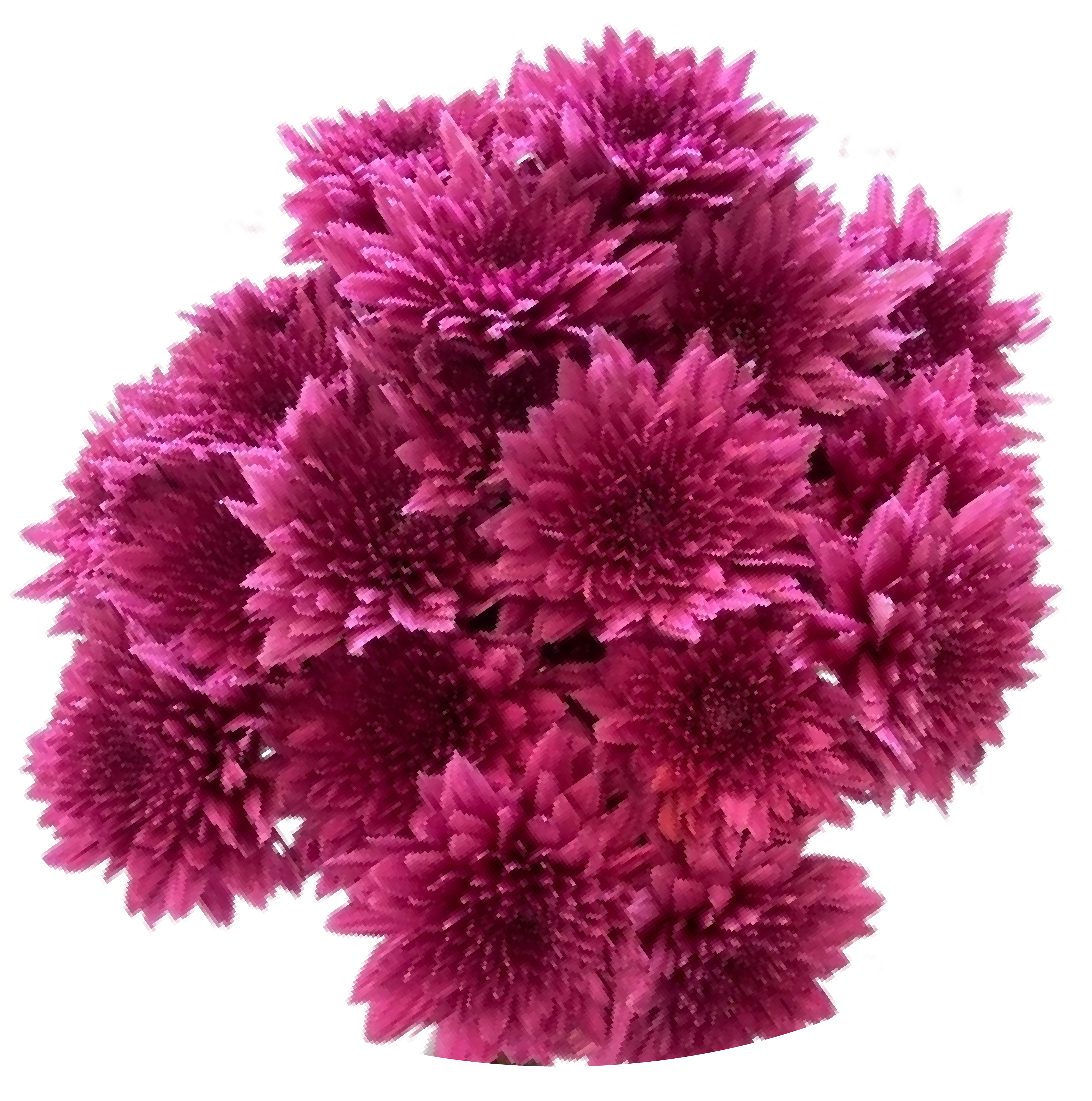 Pink Daisy Mum