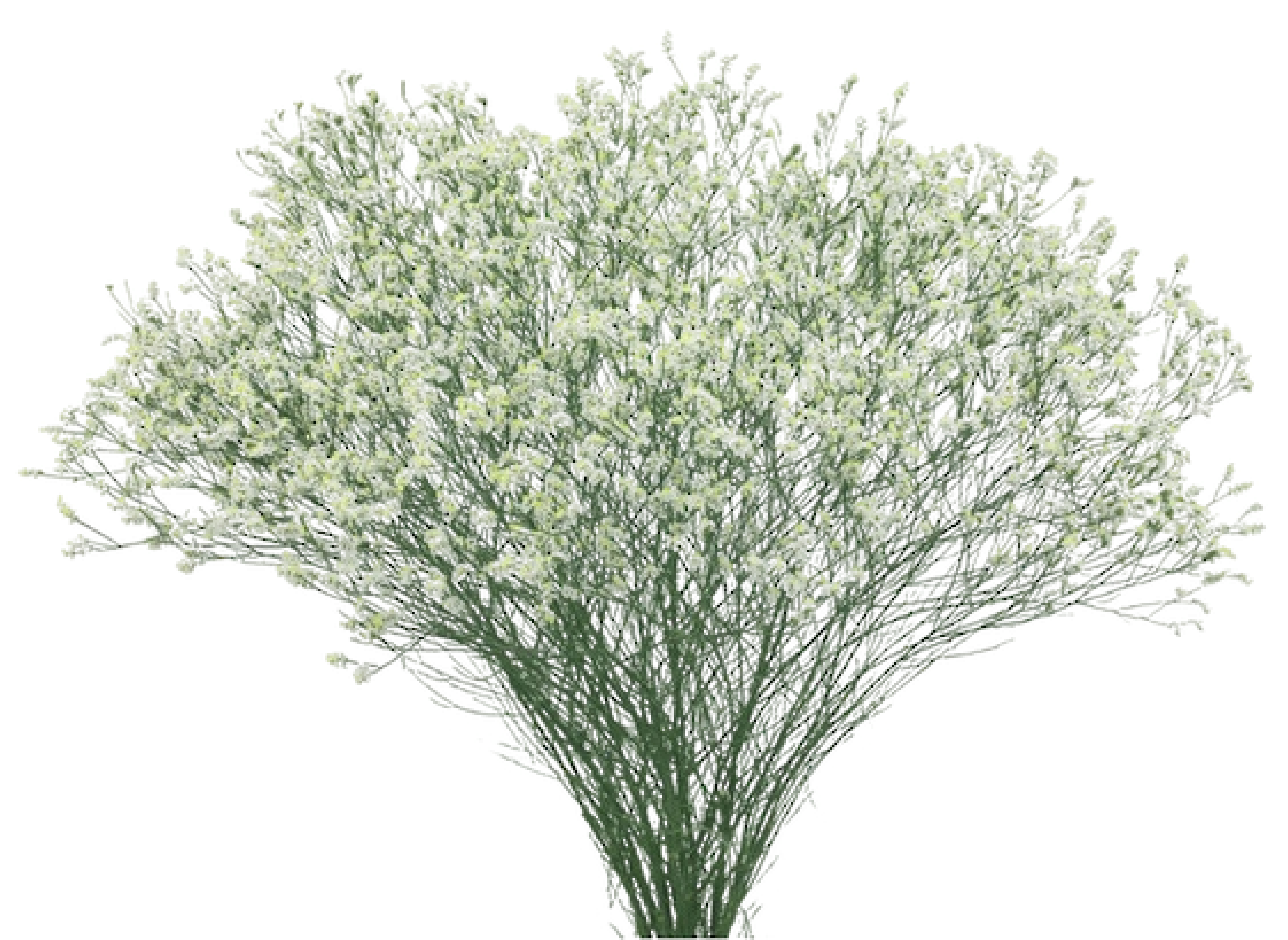 Gypsophila
