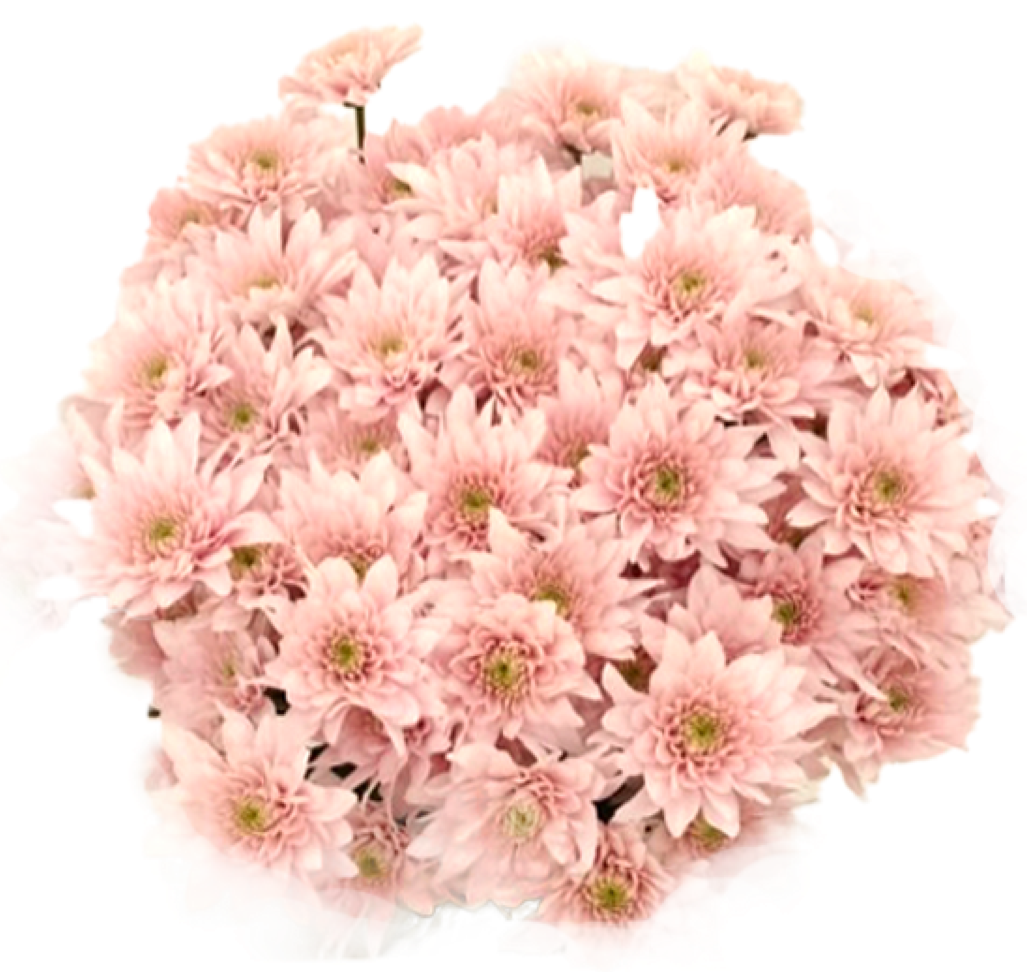 Lavender Cushion Mum